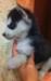 cuccioli di siberian husky 426425d.jpg