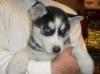 cuccioli di siberian husky 426425f.jpg