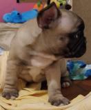 Bulldog Francese BulldogFrancese123.jpg