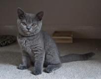 Rari cuccioli di British Shorthair RaricucciolidiBritishShorthair1.jpg