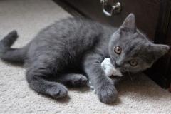 Rari cuccioli di British Shorthair RaricucciolidiBritishShorthair12.jpg