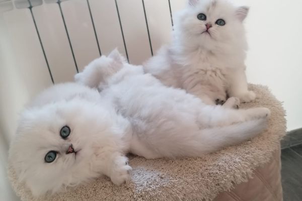 Scottish Fold scottishfold-6a059d35d70f2.jpeg