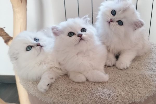 Scottish Fold scottishfold-6a059d36db652.jpeg