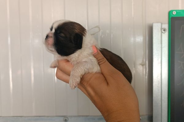 Shih Tzu con Pedigree shihtzuconpedigree.jpeg