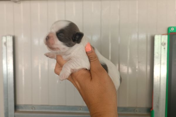 Shih Tzu con Pedigree shihtzuconpedigree1.jpeg