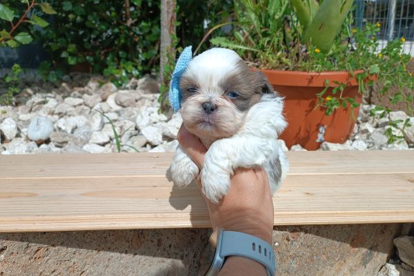 Shih Tzu con Pedigree shihtzuconpedigree1.jpg
