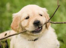 cuccioli di golden retriever cucciolidigoldenretriever1.jpg