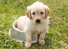 cuccioli di golden retriever cucciolidigoldenretriever12.jpg