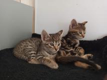 Bengal Kitten sta cercando una nuova casa