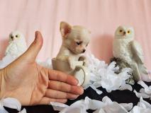 chihuahua toy pelo raso e pelo lungo con le massime garanzie chihuahuatoypelorasoepelolungoconlemassimegaranzie-59cf452623157.jpg