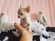 chihuahua toy pelo raso e pelo lungo con le massime garanzie chihuahuatoypelorasoepelolungoconlemassimegaranzie-59cf453079f56.jpg