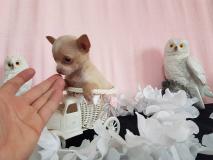 chihuahua toy pelo raso e pelo lungo con le massime garanzie chihuahuatoypelorasoepelolungoconlemassimegaranzie-59cf4554d2da5.jpg