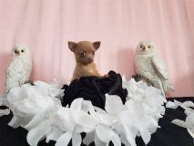 chihuahua toy pelo raso e pelo lungo con le massime garanzie chihuahuatoypelorasoepelolungoconlemassimegaranzie-59cf455d3d464.jpg