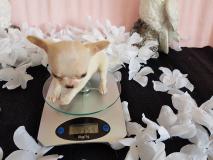 chihuahua toy pelo raso e pelo lungo con le massime garanzie chihuahuatoypelorasoepelolungoconlemassimegaranzie-59cf456c27faf.jpg