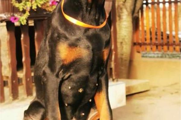 Dobermann cucciolo in vendita dobermanncuccioloinvendita1.jpg