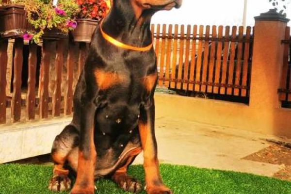 Dobermann cucciolo in vendita dobermanncuccioloinvendita12.jpg