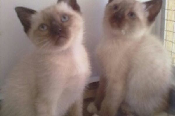 Siamesi tradizionali gattini siamesitradizionaligattini1.jpg