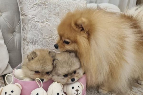 Pomerania BOO cuccioli pomeraniaboocuccioli.jpg