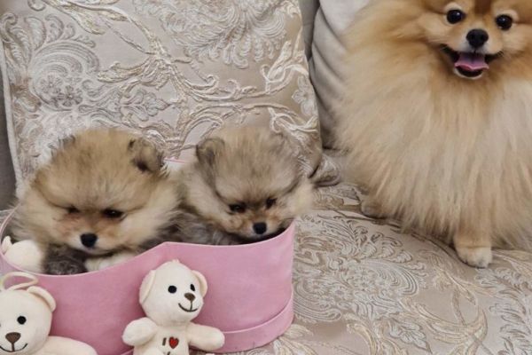 Pomerania BOO cuccioli pomeraniaboocuccioli123.jpg