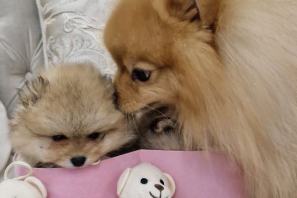 Pomerania BOO cuccioli pomeraniaboocuccioli123456.jpg