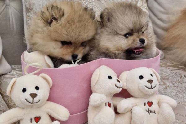 Pomerania BOO cuccioli pomeraniaboocuccioli1234567.jpg