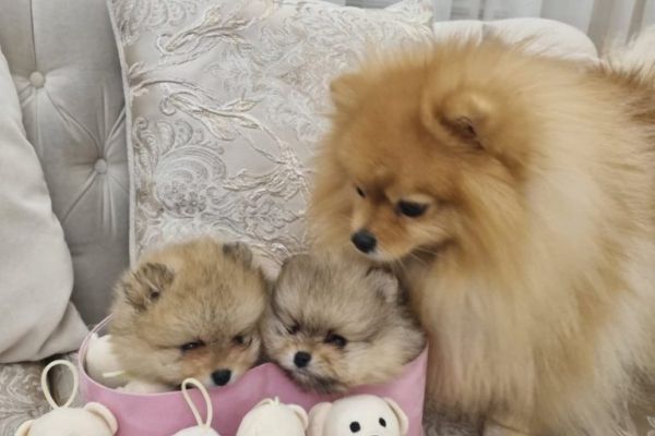 Pomerania BOO cuccioli pomeraniaboocuccioli12345678.jpg