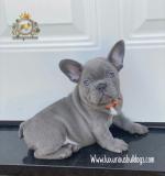 Bulldog francese Esclusivi Blu BulldogfranceseEsclusiviBlu-614dad39b814d.jpg