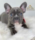 Bulldog francese Esclusivi Blu BulldogfranceseEsclusiviBlu-614dad3a61a93.jpg