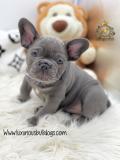 Bulldog francese Esclusivi Blu BulldogfranceseEsclusiviBlu-614dad3aa0db6.jpg