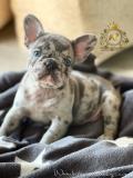 Bulldog francese Esclusivi Blu BulldogfranceseEsclusiviBlu-614dad3b388f5.jpg