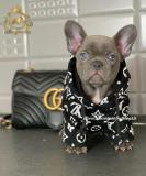 Bulldog francese Esclusivi Blu BulldogfranceseEsclusiviBlu-614daf36f1b20.jpg