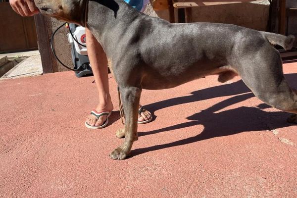 Vendesi monta / accoppiamento. Pitbull terrier vendesimontaaccoppiamentopitbu.jpeg