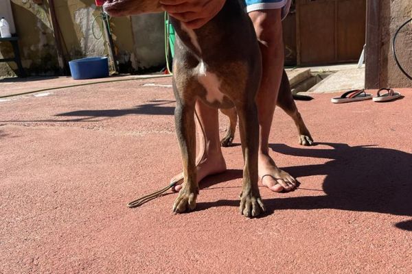 Vendesi monta / accoppiamento. Pitbull terrier vendesimontaaccoppiamentopitbu1.jpeg