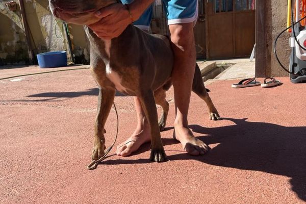 Vendesi monta / accoppiamento. Pitbull terrier vendesimontaaccoppiamentopitbu12.jpeg