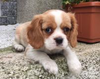 cavalier king cavalierking1.jpg