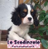 cavalier king cavalierking123.jpg