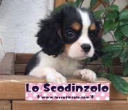 cavalier king cavalierking1234.jpg