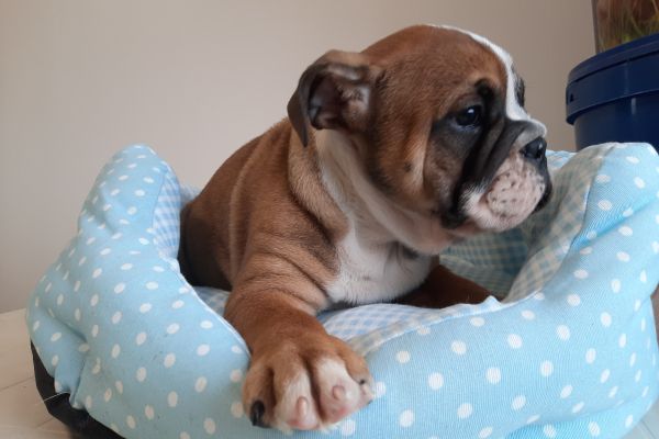 Bulldog Inglesi maschi cuccioli bulldoginglesimaschicuccioli.jpg