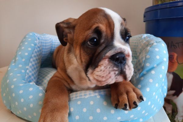 Bulldog Inglesi maschi cuccioli bulldoginglesimaschicuccioli12.jpg