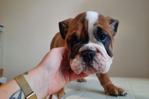 Bulldog Inglesi maschi cuccioli bulldoginglesimaschicuccioli123.jpg