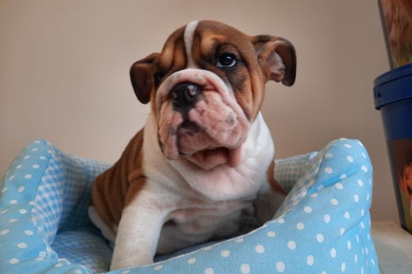 Bulldog Inglesi maschi cuccioli bulldoginglesimaschicuccioli1234.jpg