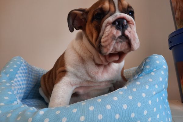 Bulldog Inglesi maschi cuccioli bulldoginglesimaschicuccioli123456.jpg