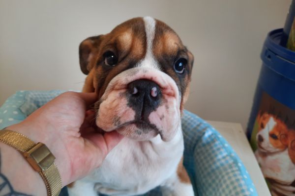 Bulldog Inglesi maschi cuccioli bulldoginglesimaschicuccioli1234567.jpg