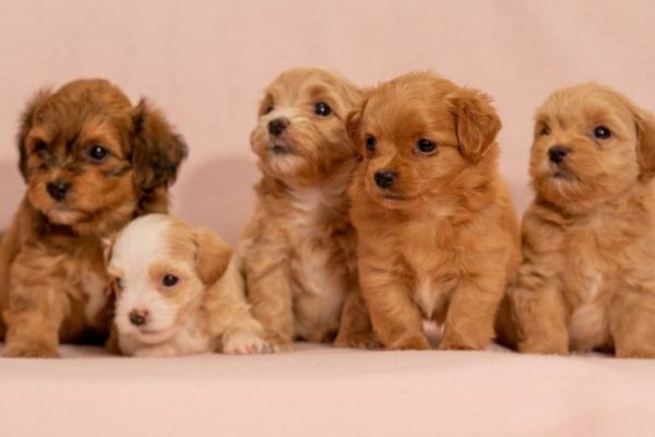 Havanese Bichon cuccioli havanesebichoncuccioli.jpg