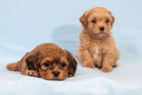 Havanese Bichon cuccioli havanesebichoncuccioli1.jpg