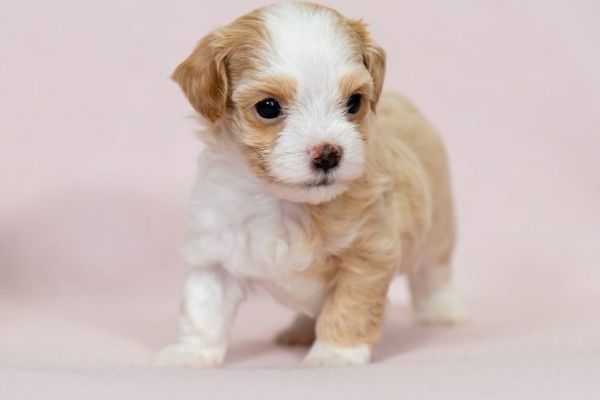 Havanese Bichon cuccioli havanesebichoncuccioli12.jpg