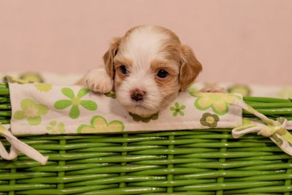 Havanese Bichon cuccioli havanesebichoncuccioli1234.jpg