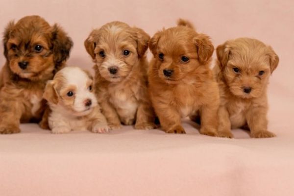 Havanese Bichon cuccioli havanesebichoncuccioli12345.jpg