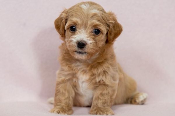 Havanese Bichon cuccioli havanesebichoncuccioli123456789.jpg