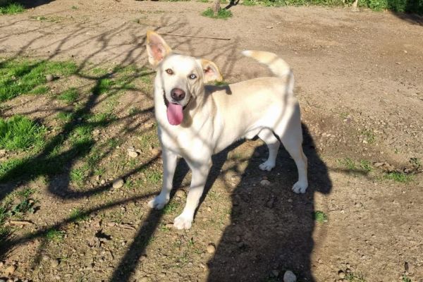 Gremlins: dolcissimo simil labrador amstaff gremlinsdolcissimosimillabrado123.jpg